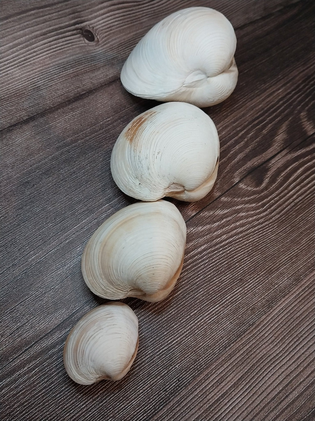 Quahog Clam Shell Pairs (Mercenaria mercenaria)