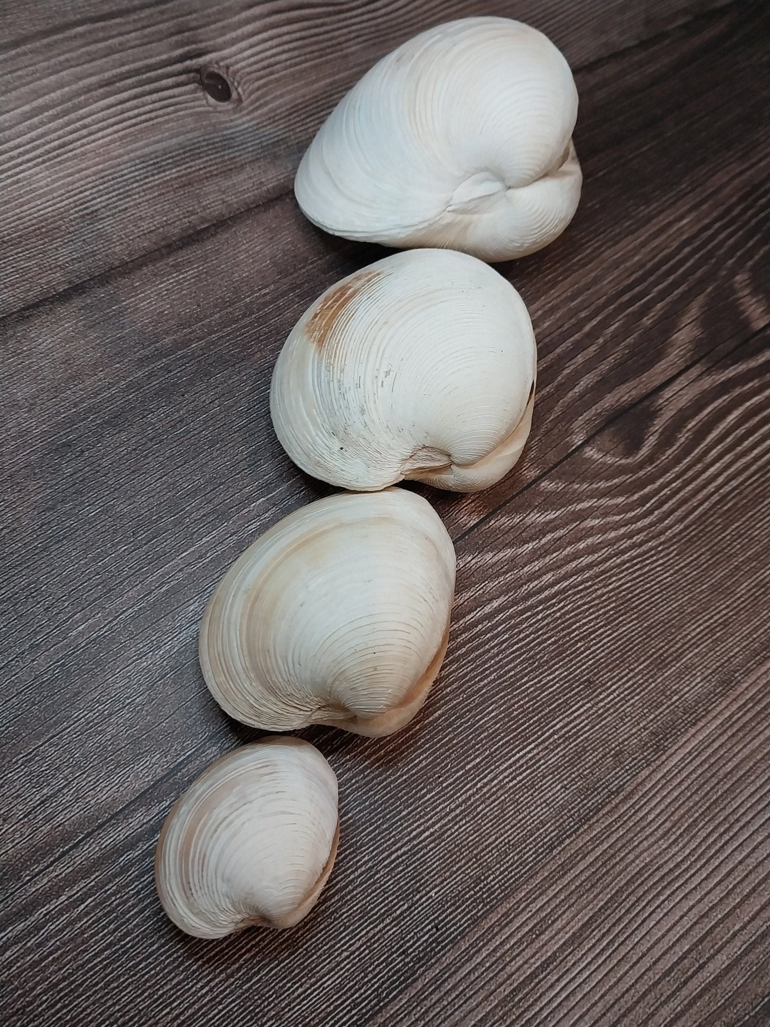Quahog Clam Shell Pairs (Mercenaria mercenaria)