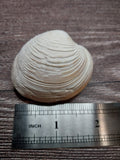 Quahog Clam Shell Pairs (Mercenaria mercenaria)