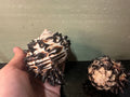 Radish Murex Shell - Hexaplex radix
