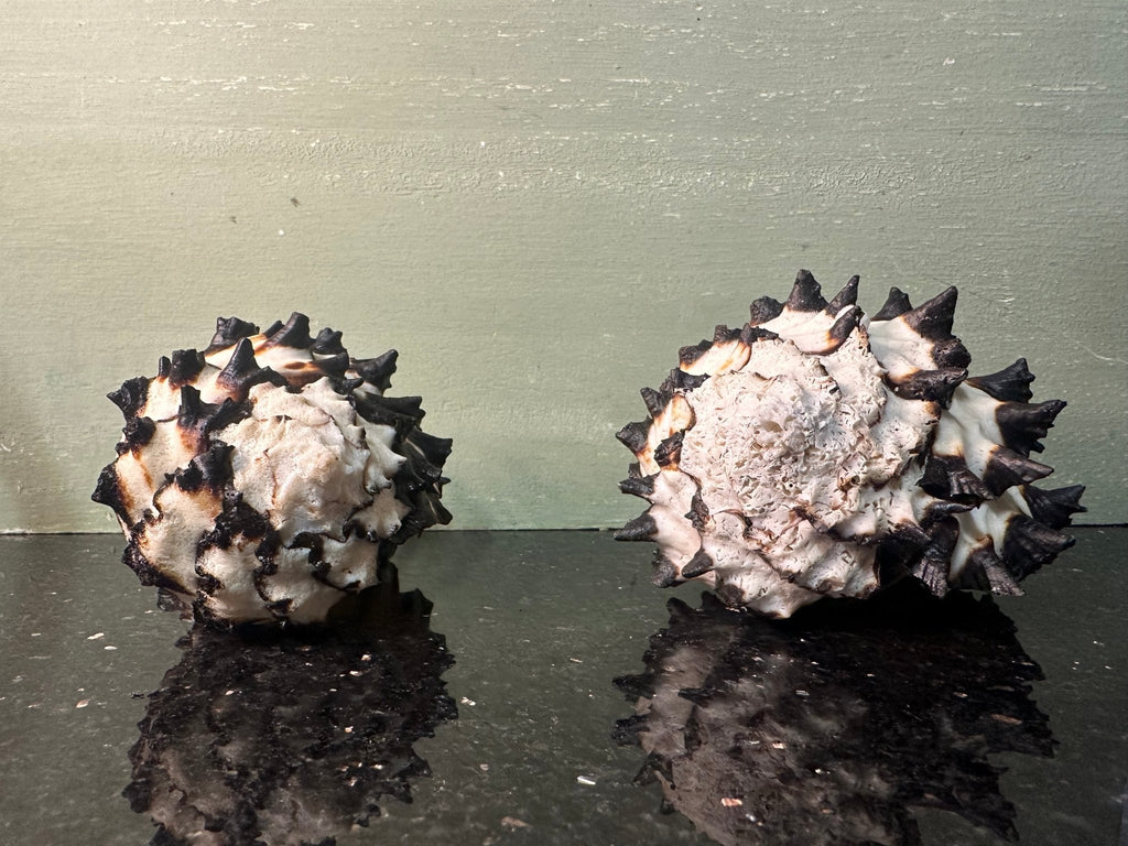 Radish Murex Shell - Hexaplex radix