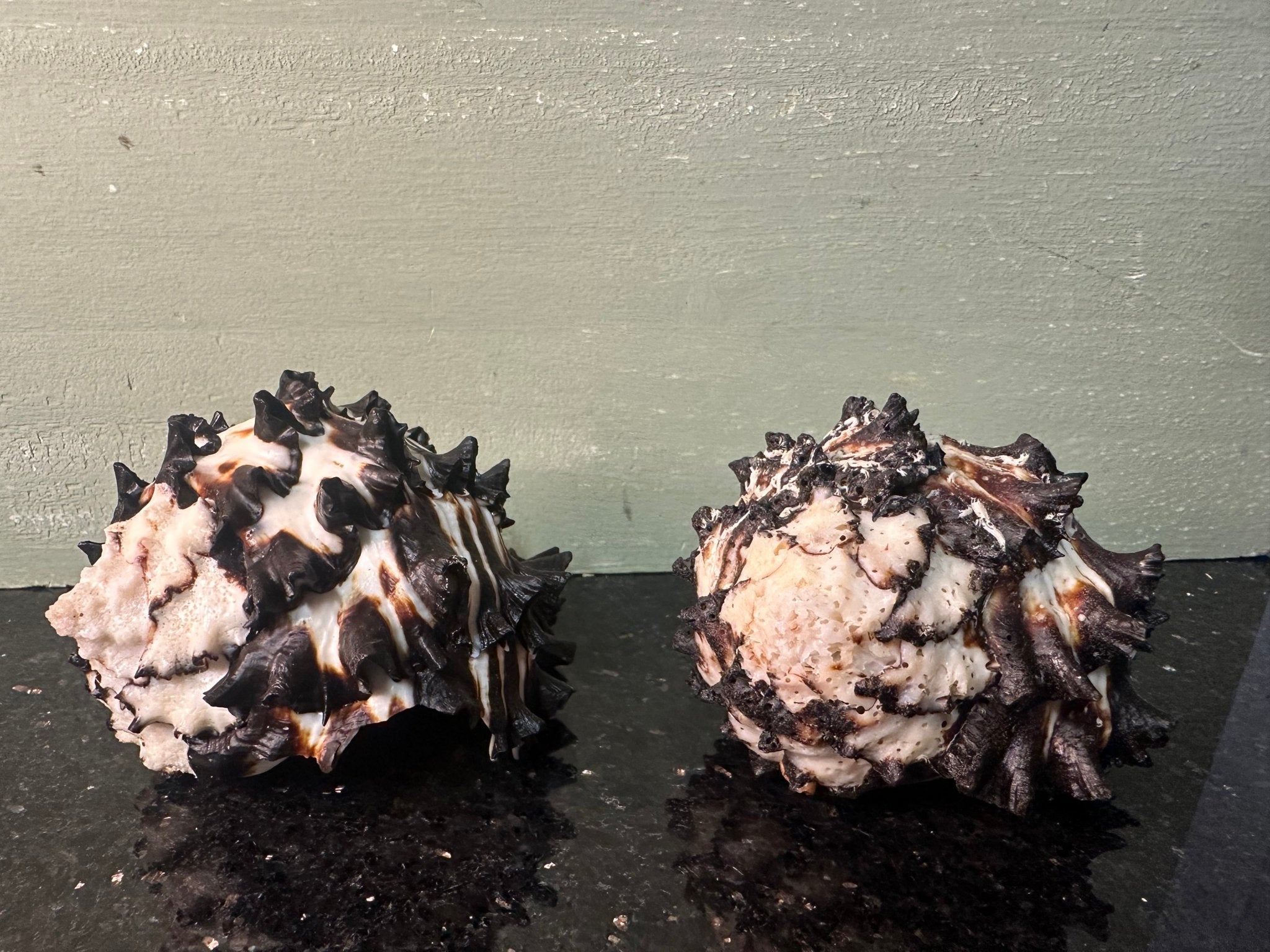 Radish Murex Shell - Hexaplex radix