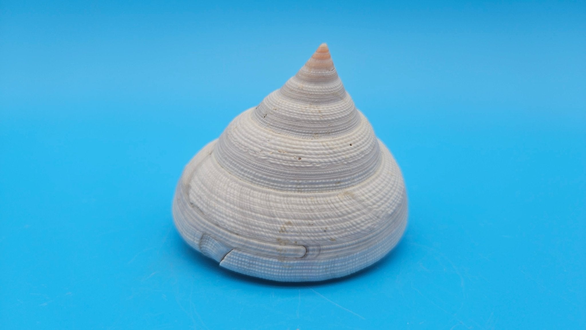 Rare Pleurotomaria hirasei Deep Sea Display Shell with Operculum – 3" Nautical Home Decor