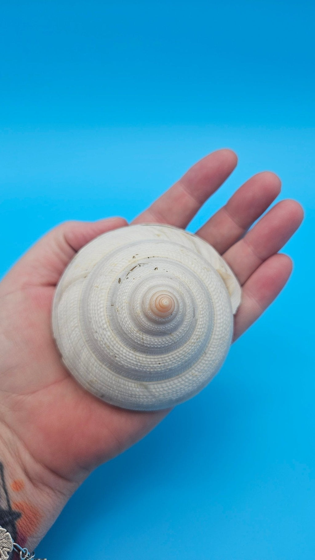 Rare Pleurotomaria hirasei Deep Sea Display Shell with Operculum – 3" Nautical Home Decor