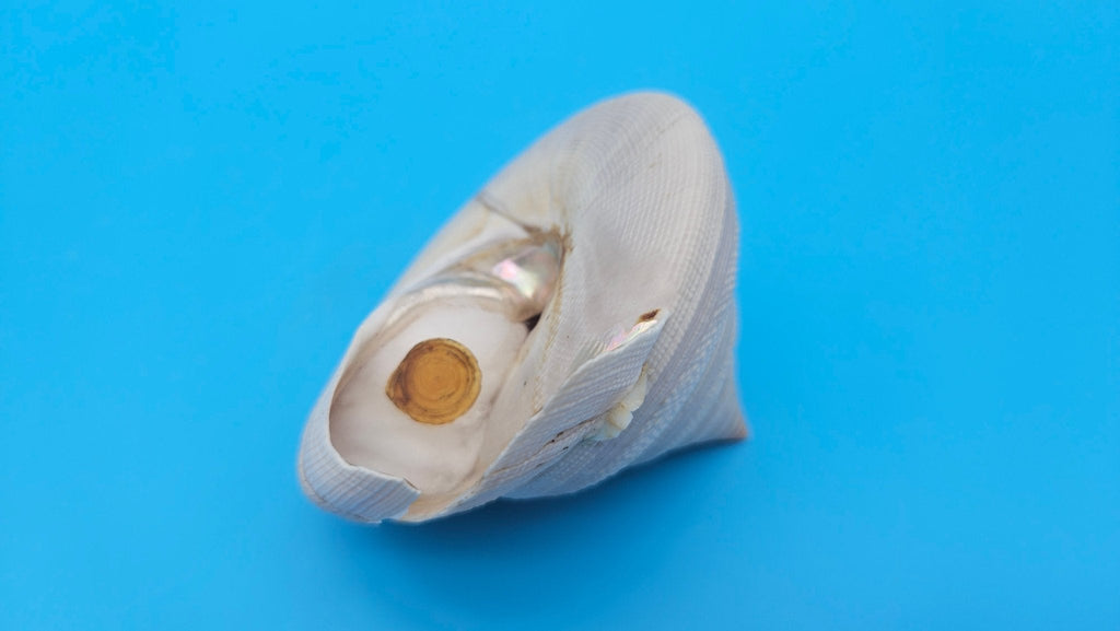 Rare Pleurotomaria hirasei Deep Sea Display Shell with Operculum – 3" Nautical Home Decor