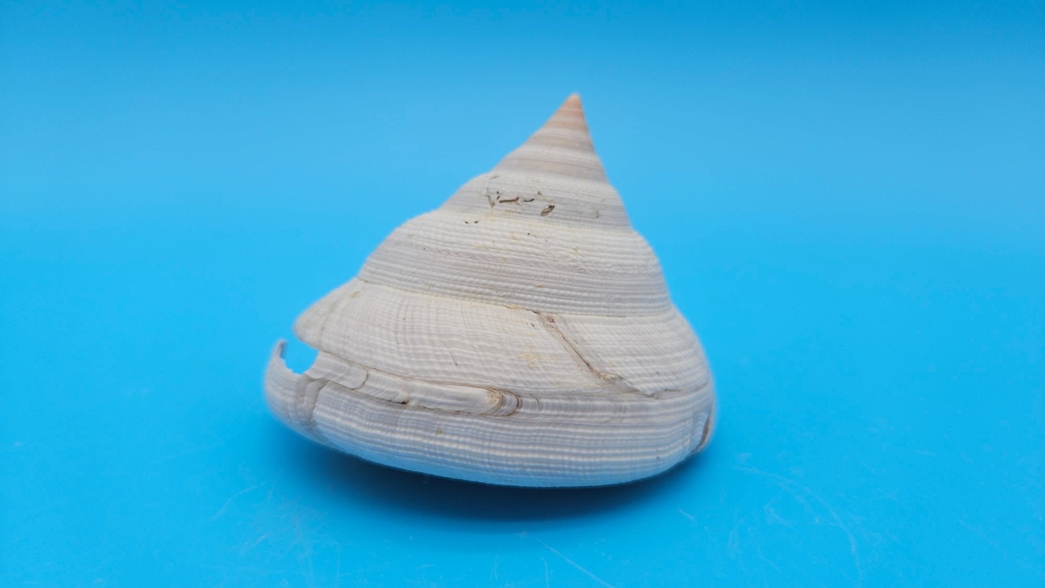 Rare Pleurotomaria hirasei Deep Sea Display Shell with Operculum – 3" Nautical Home Decor