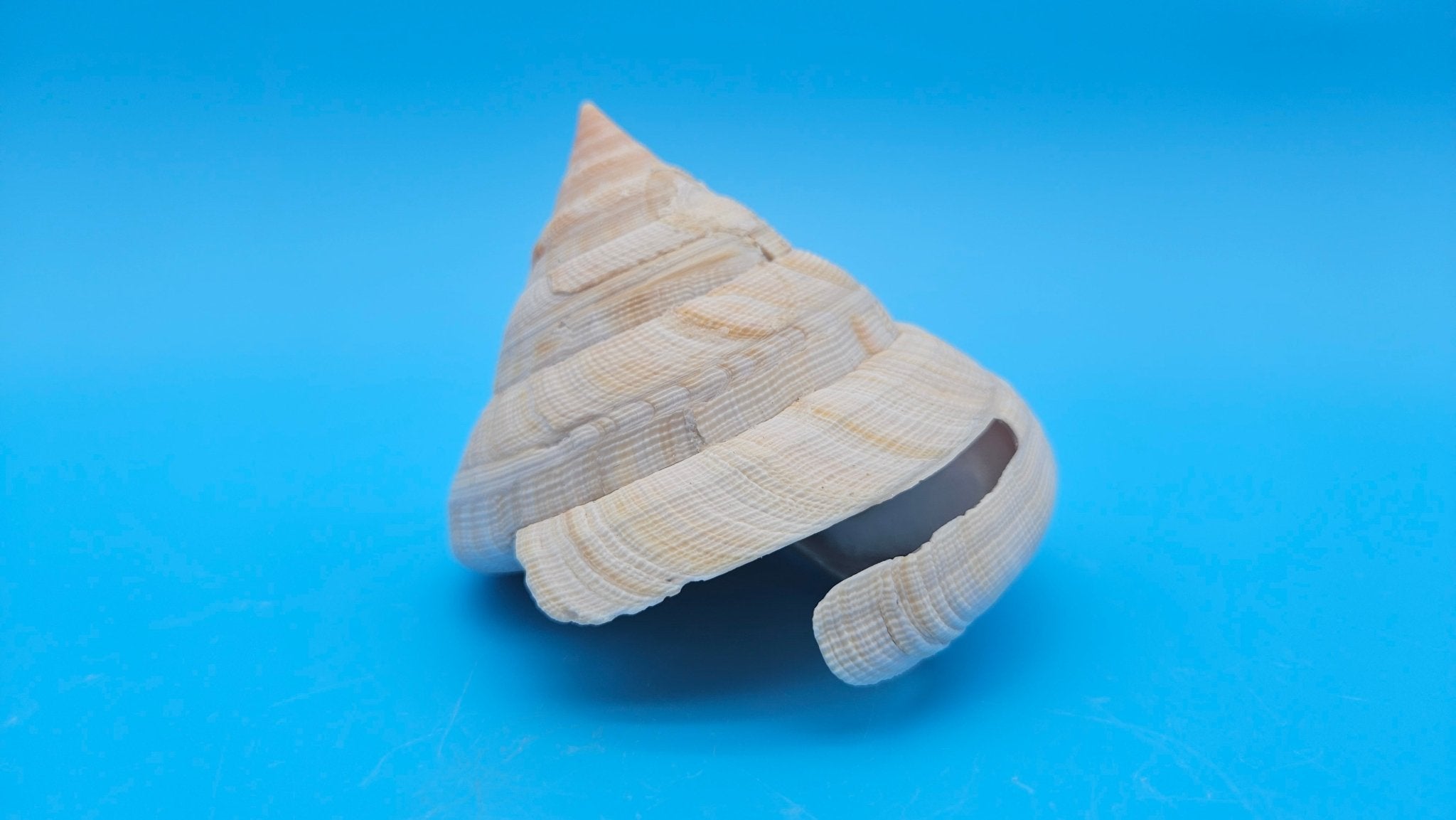 Rare Pleurotomaria hirasei Deep Sea Display Shell with Operculum – 3.9" Nautical Home Decor