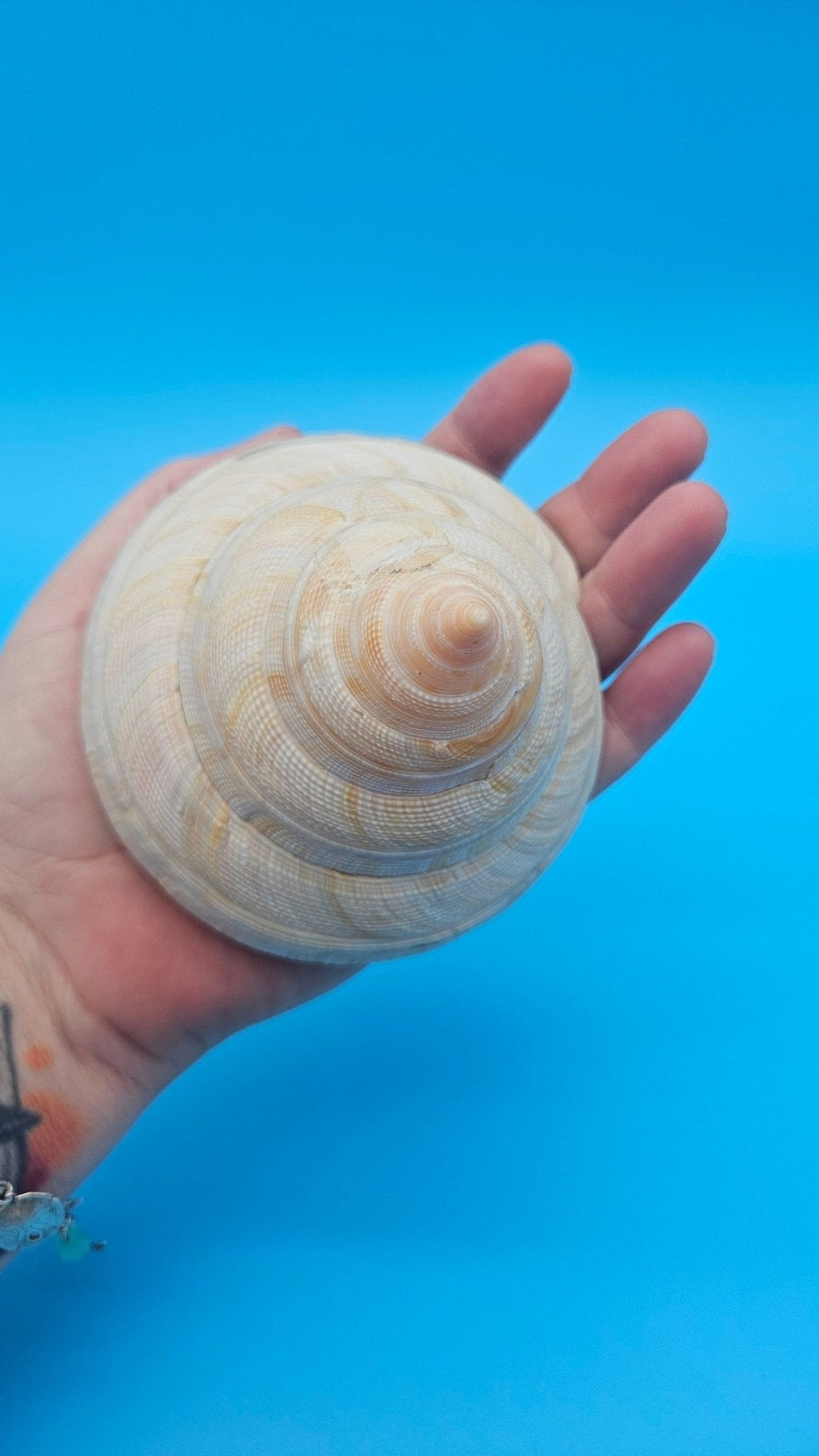 Rare Pleurotomaria hirasei Deep Sea Display Shell with Operculum – 3.9" Nautical Home Decor