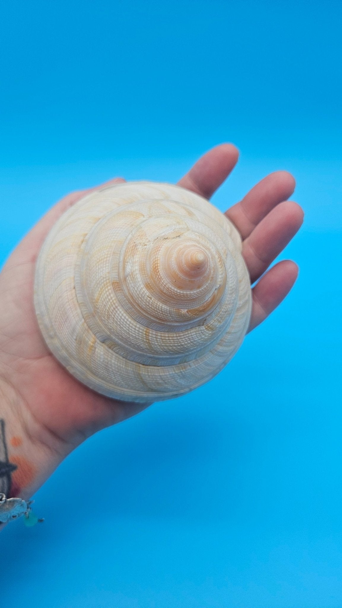 Rare Pleurotomaria hirasei Deep Sea Display Shell with Operculum – 3.9" Nautical Home Decor