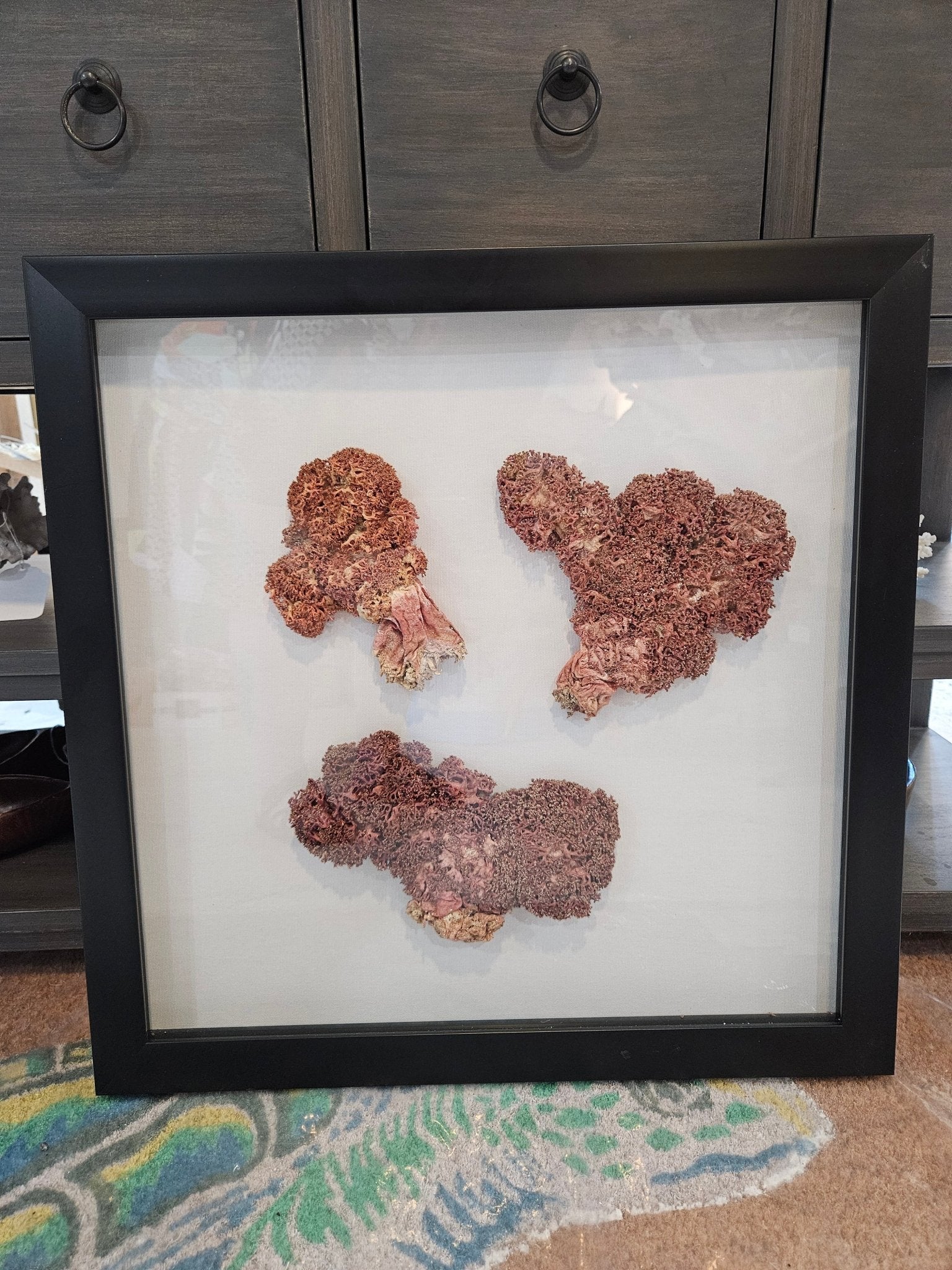 Rare Red Soft Coral Sponge Trio Shadowbox - 20"x20" Ocean-Inspired Décor