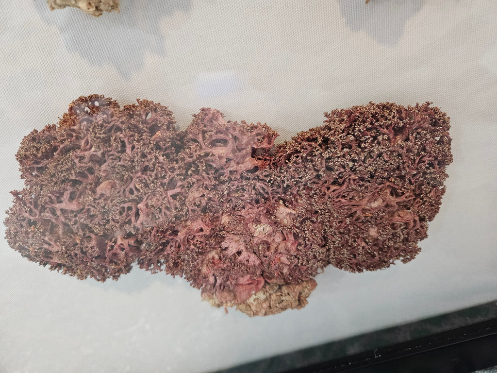Rare Red Soft Coral Sponge Trio Shadowbox - 20"x20" Ocean-Inspired Décor