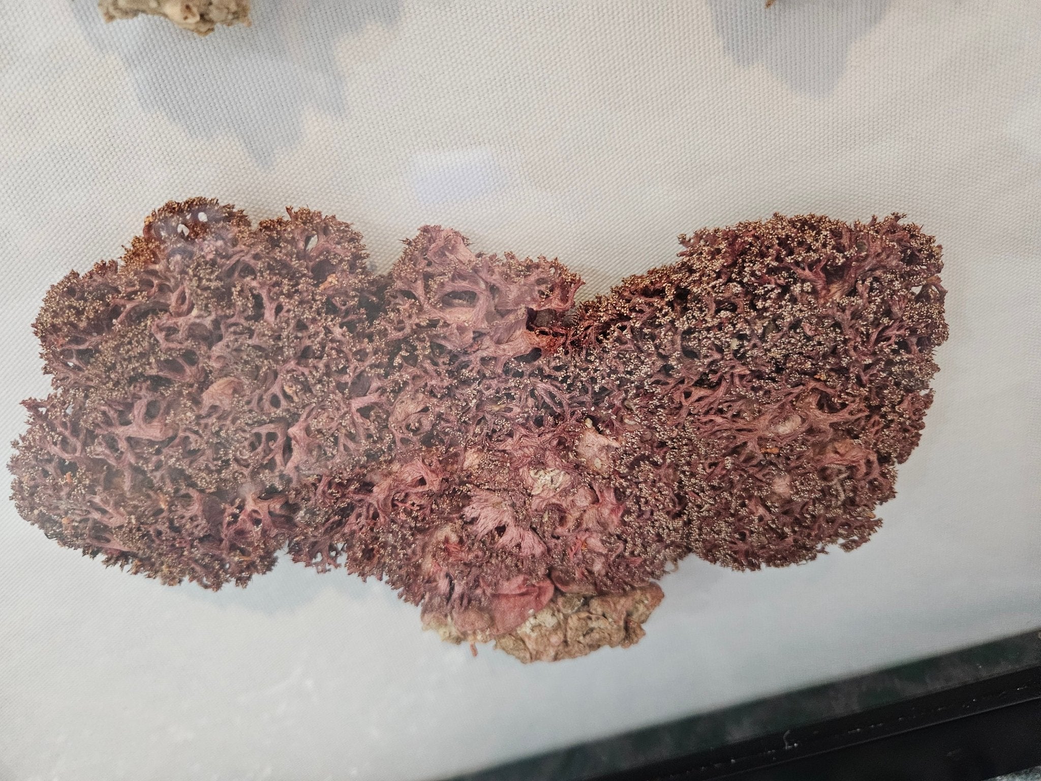 Rare Red Soft Coral Sponge Trio Shadowbox - 20"x20" Ocean-Inspired Décor