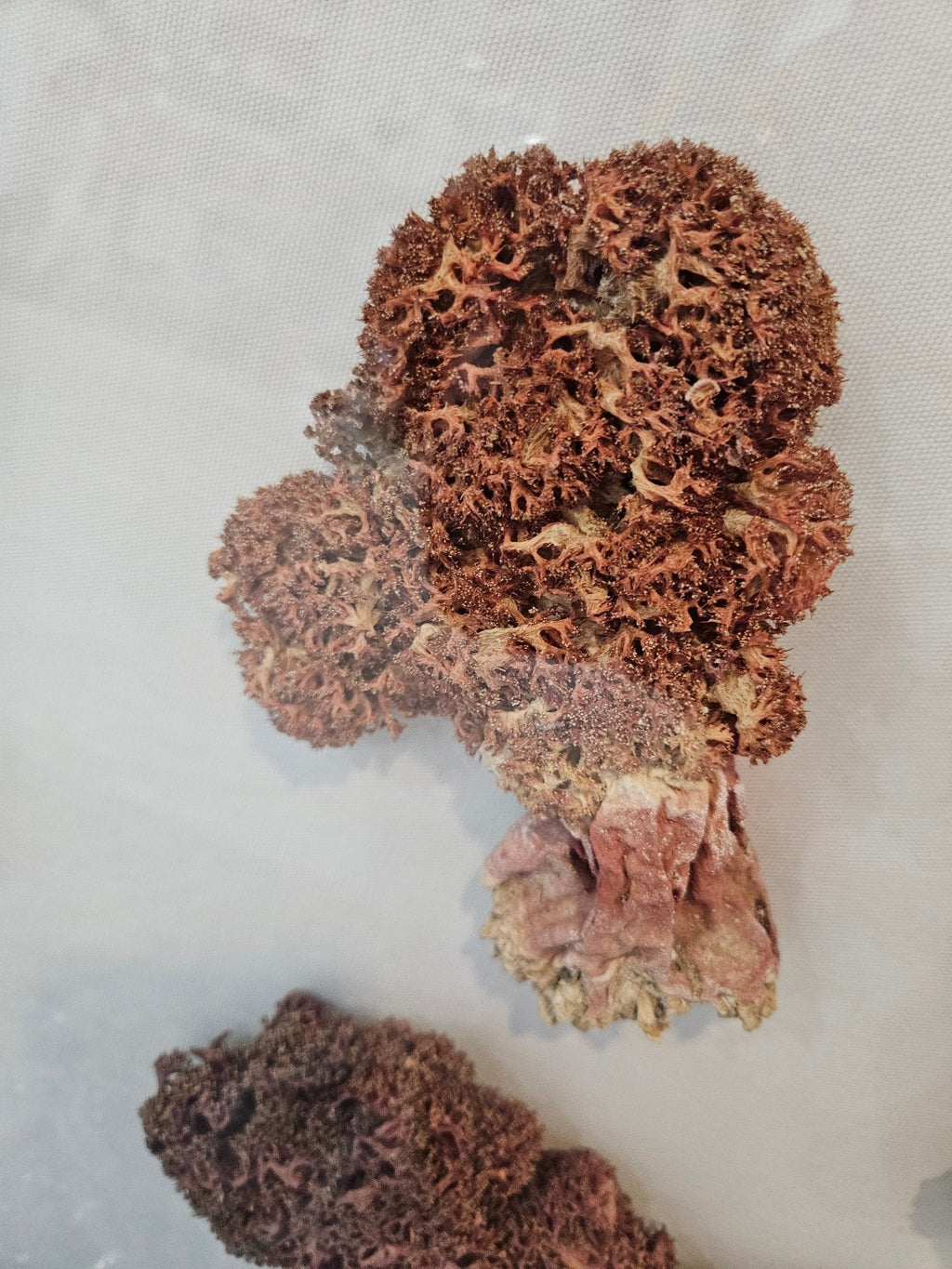 Rare Red Soft Coral Sponge Trio Shadowbox - 20"x20" Ocean-Inspired Décor