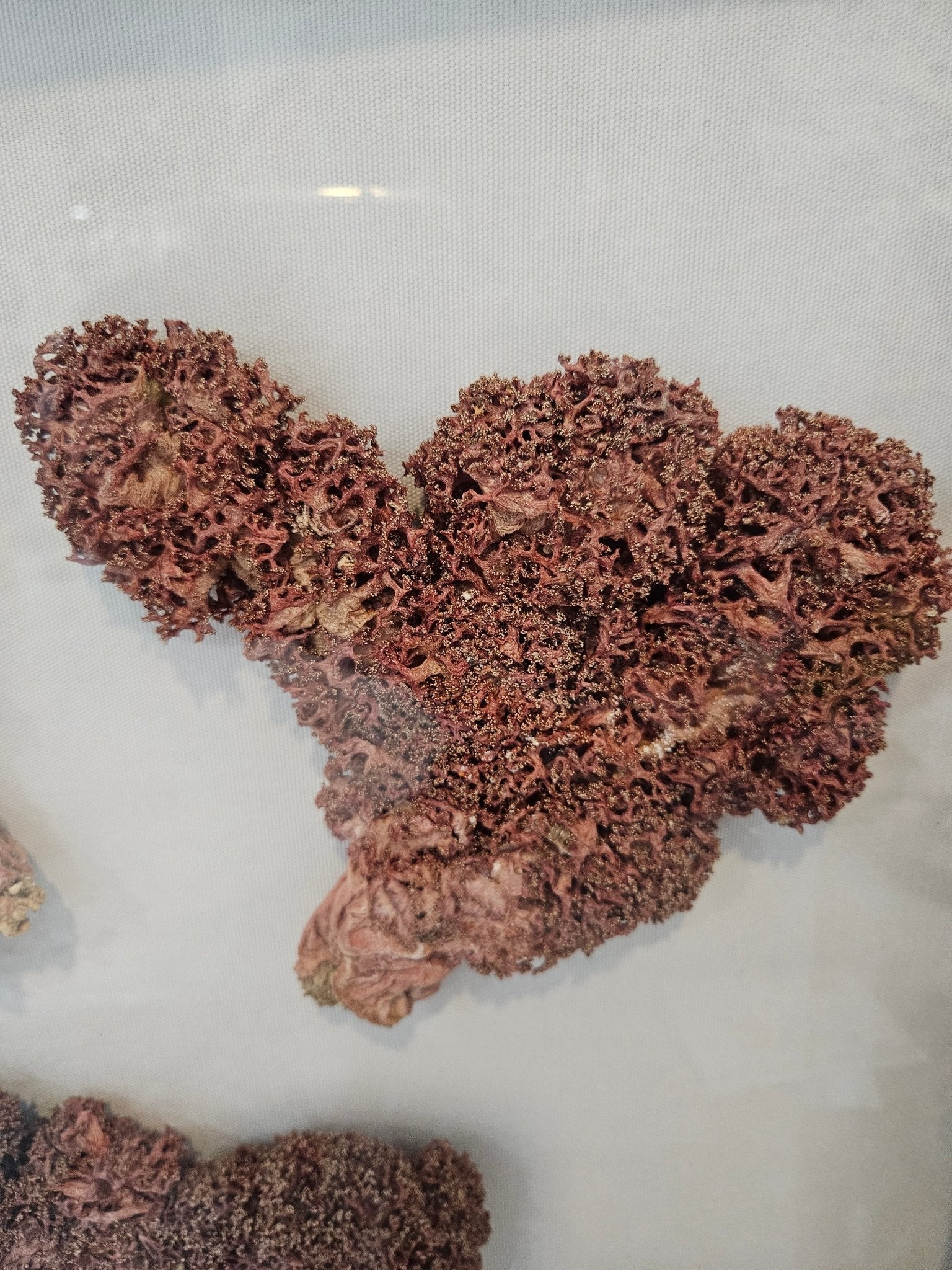 Rare Red Soft Coral Sponge Trio Shadowbox - 20"x20" Ocean-Inspired Décor