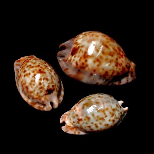 Rat Cowrie Shells - Cypraea stercoraria