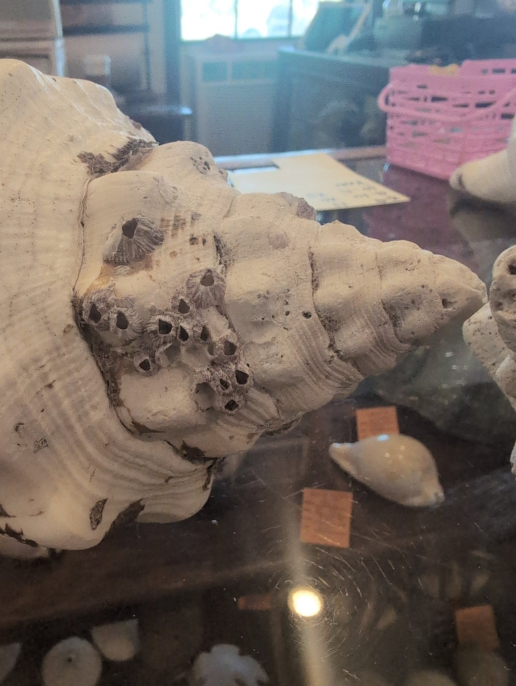 Raw Chank Shell