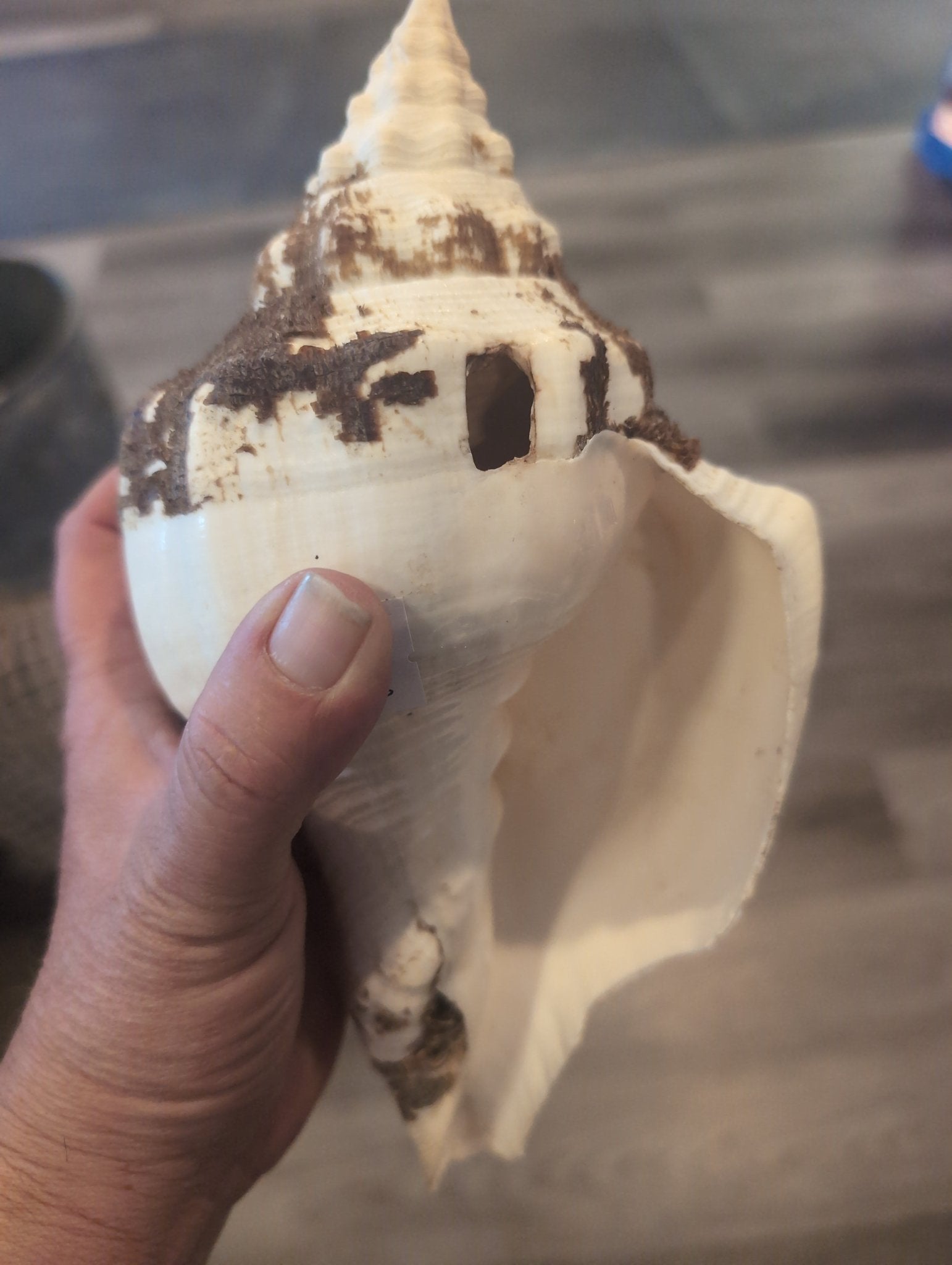 Raw Chank Shell