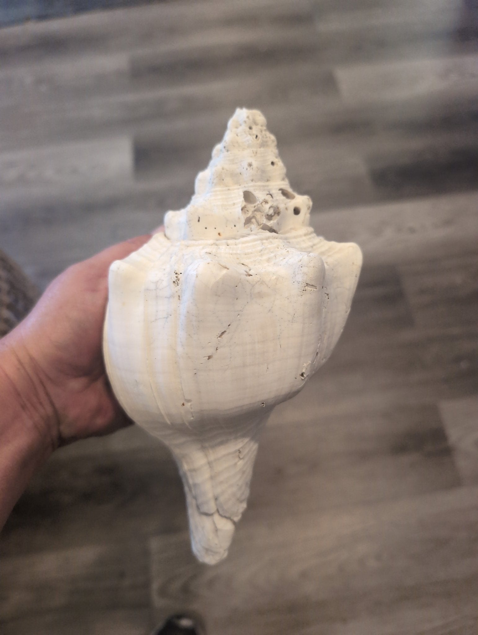 Raw Chank Shell