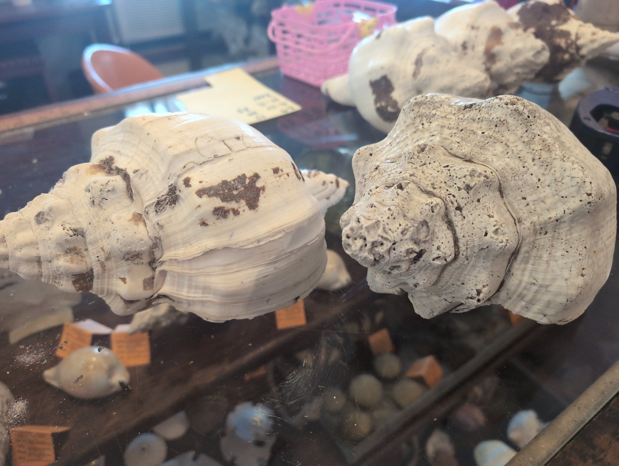 Raw Chank Shell