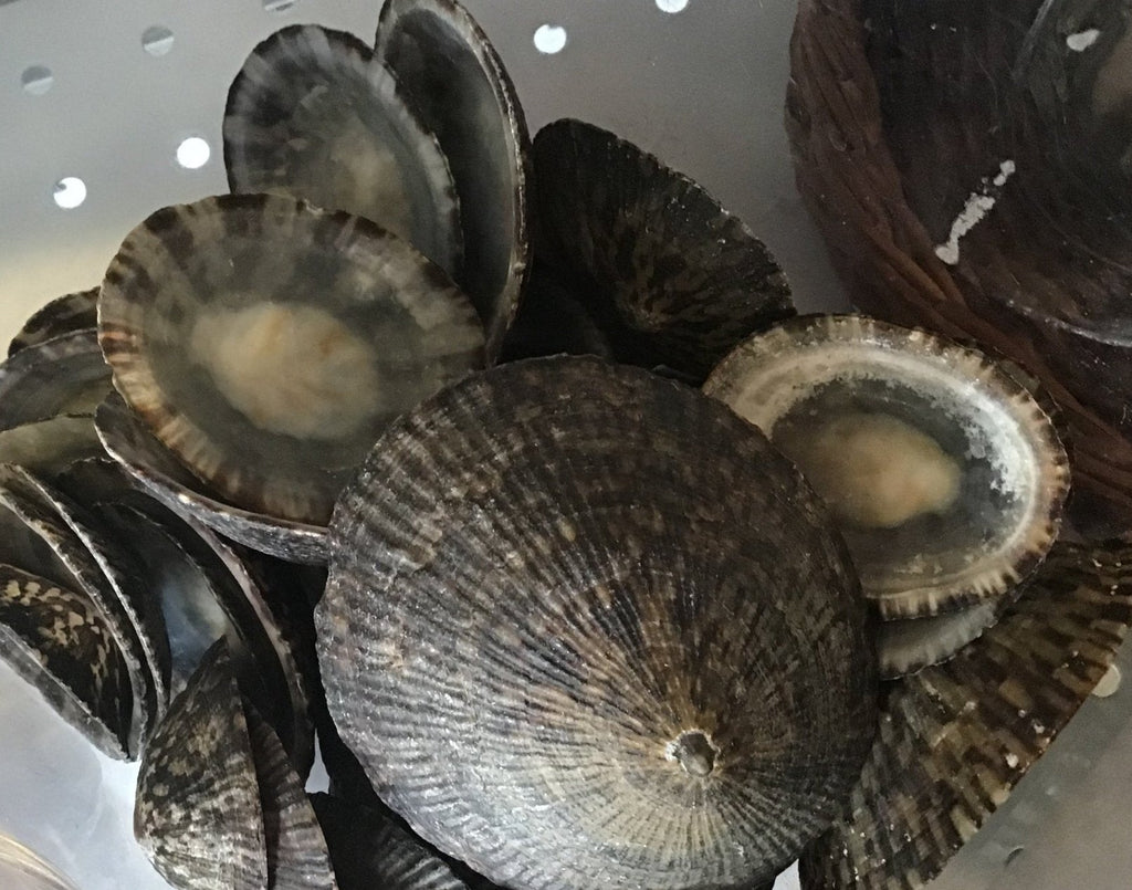 Raw Owl Limpet Shells (patella testudinaria)