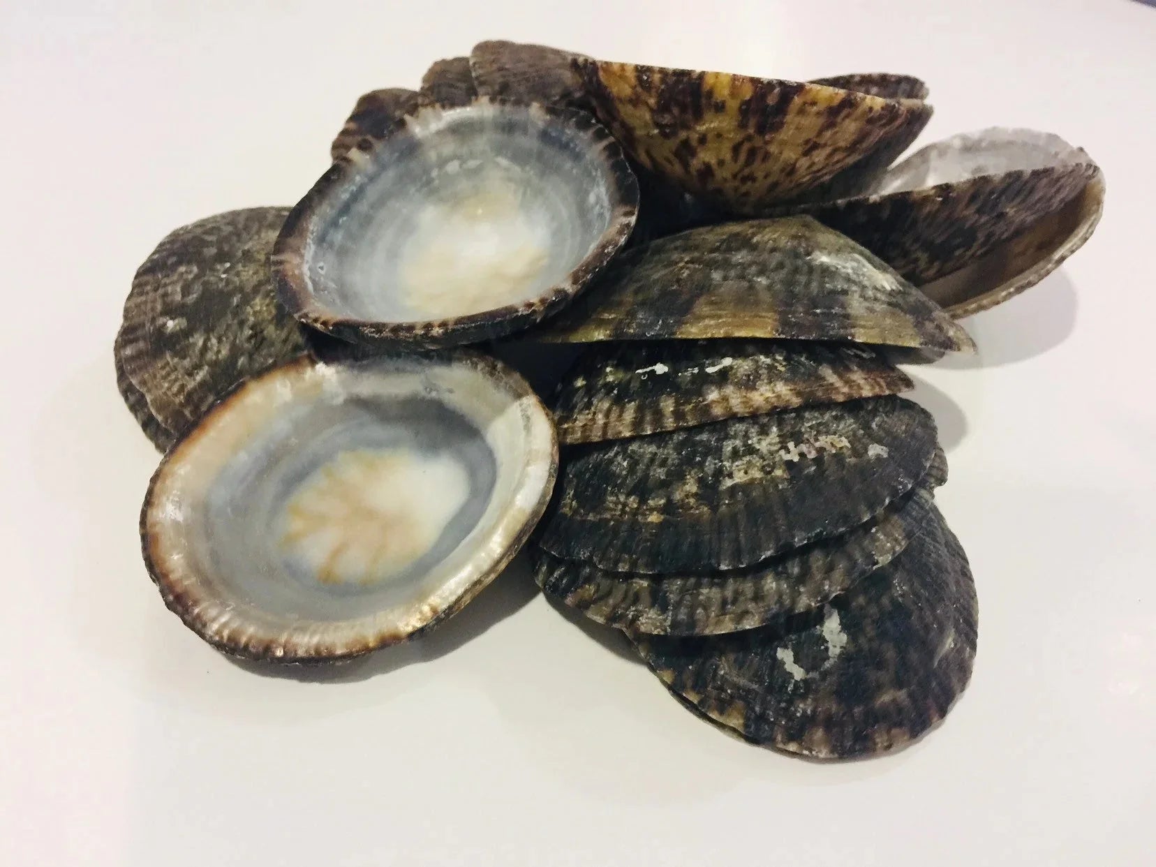 Raw Owl Limpet Shells (patella testudinaria)