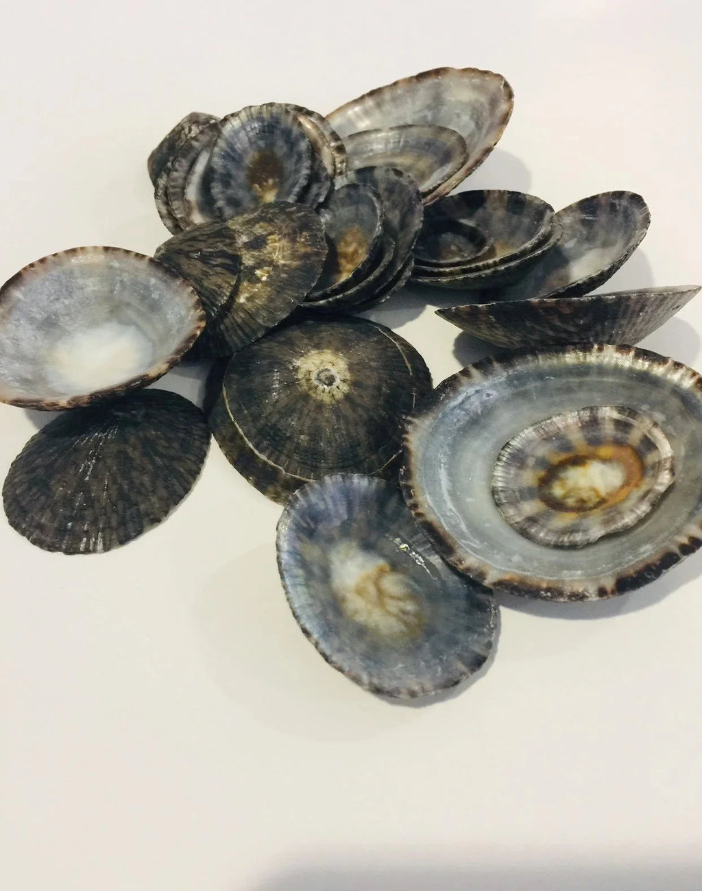 Raw Owl Limpet Shells (patella testudinaria)