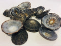 Raw Owl Limpet Shells (patella testudinaria)