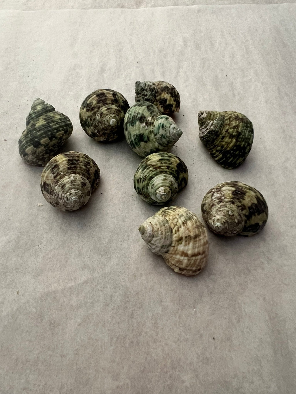 Small Natural Jade Turbo Shells