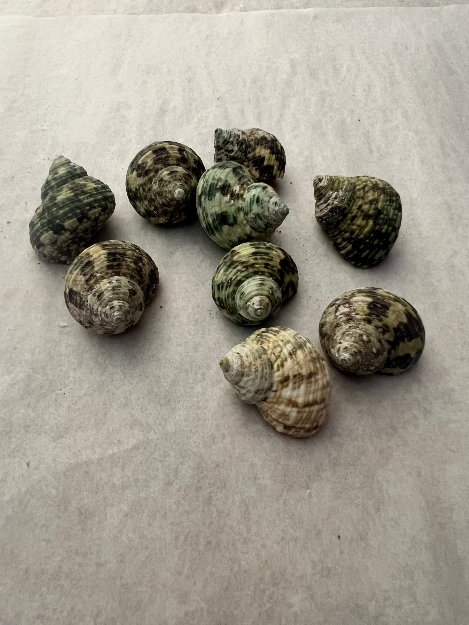 Small Natural Jade Turbo Shells