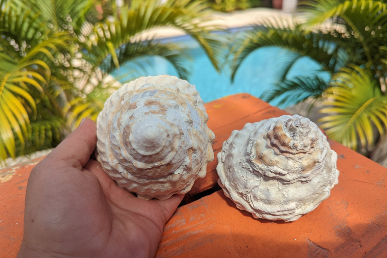 Raw Unpolished Astraea Undosa Large Wavy Top Turban Shell