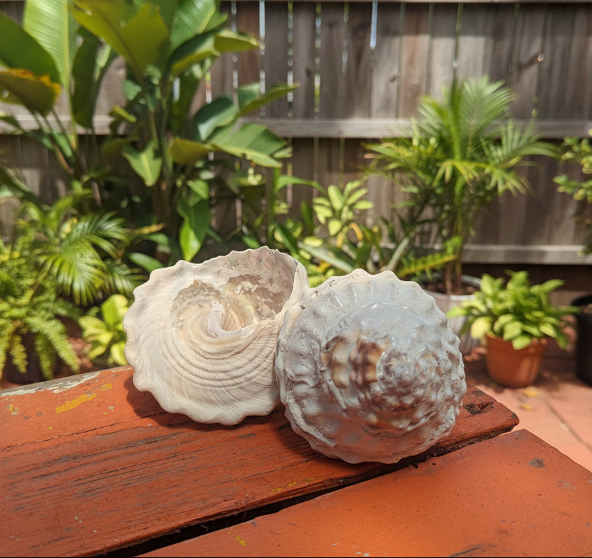 Raw Unpolished Astraea Undosa Large Wavy Top Turban Shell