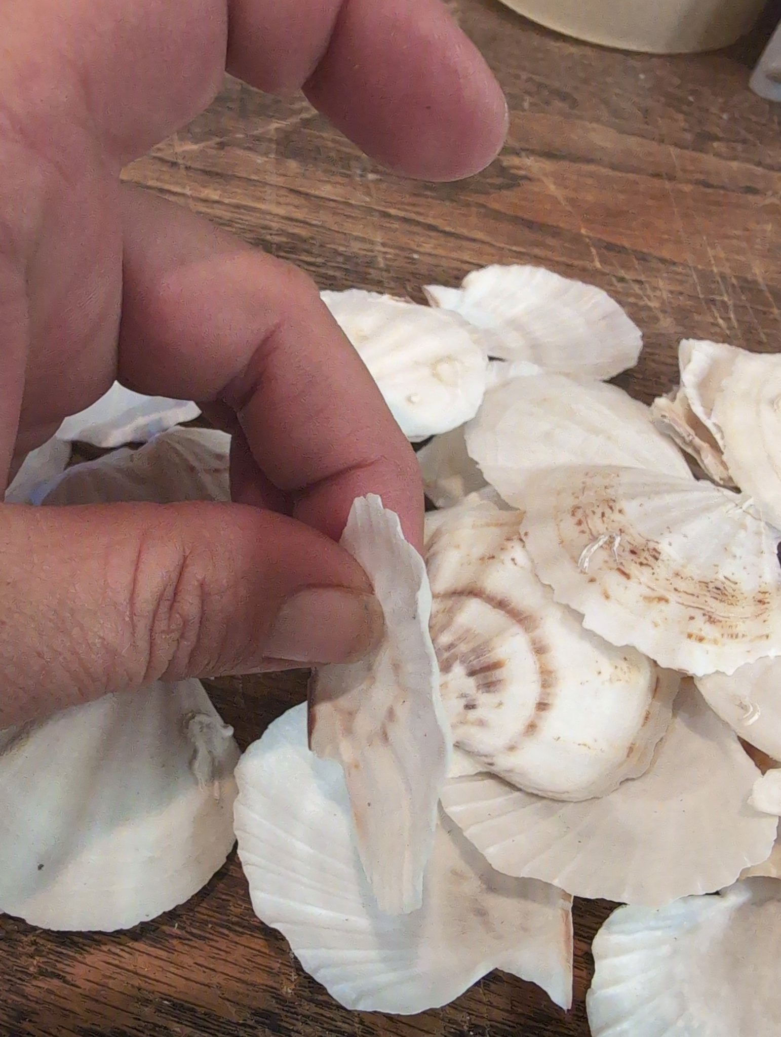 Raw White Thin Scallop Shell- Pecten Plica