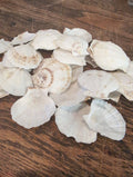 Raw White Thin Scallop Shell- Pecten Plica