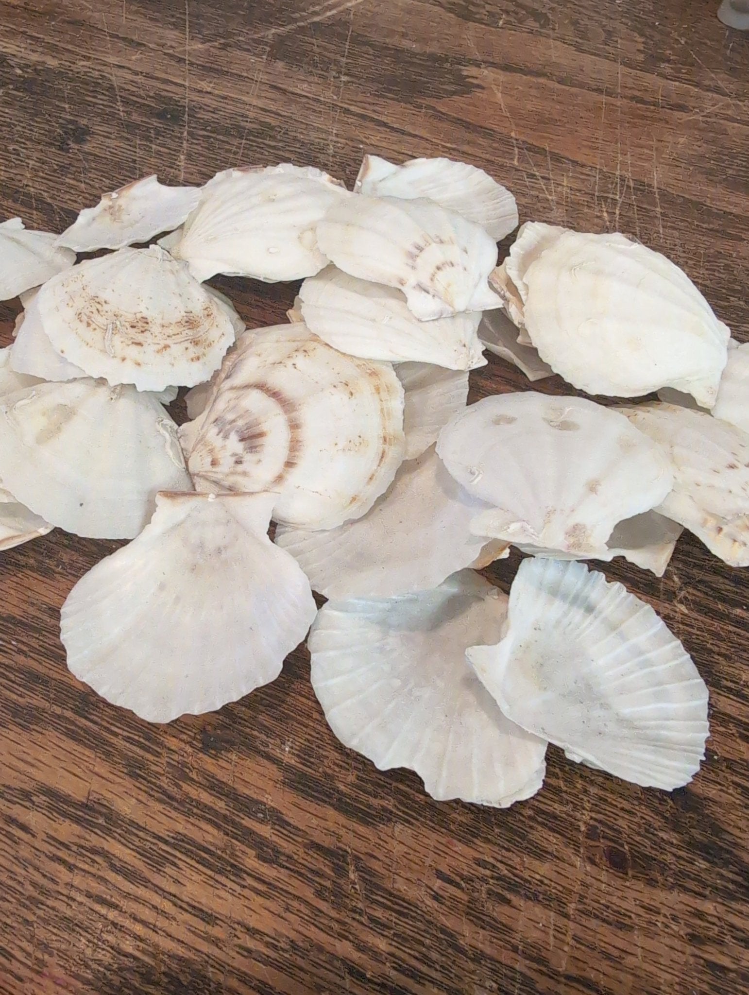 Raw White Thin Scallop Shell- Pecten Plica