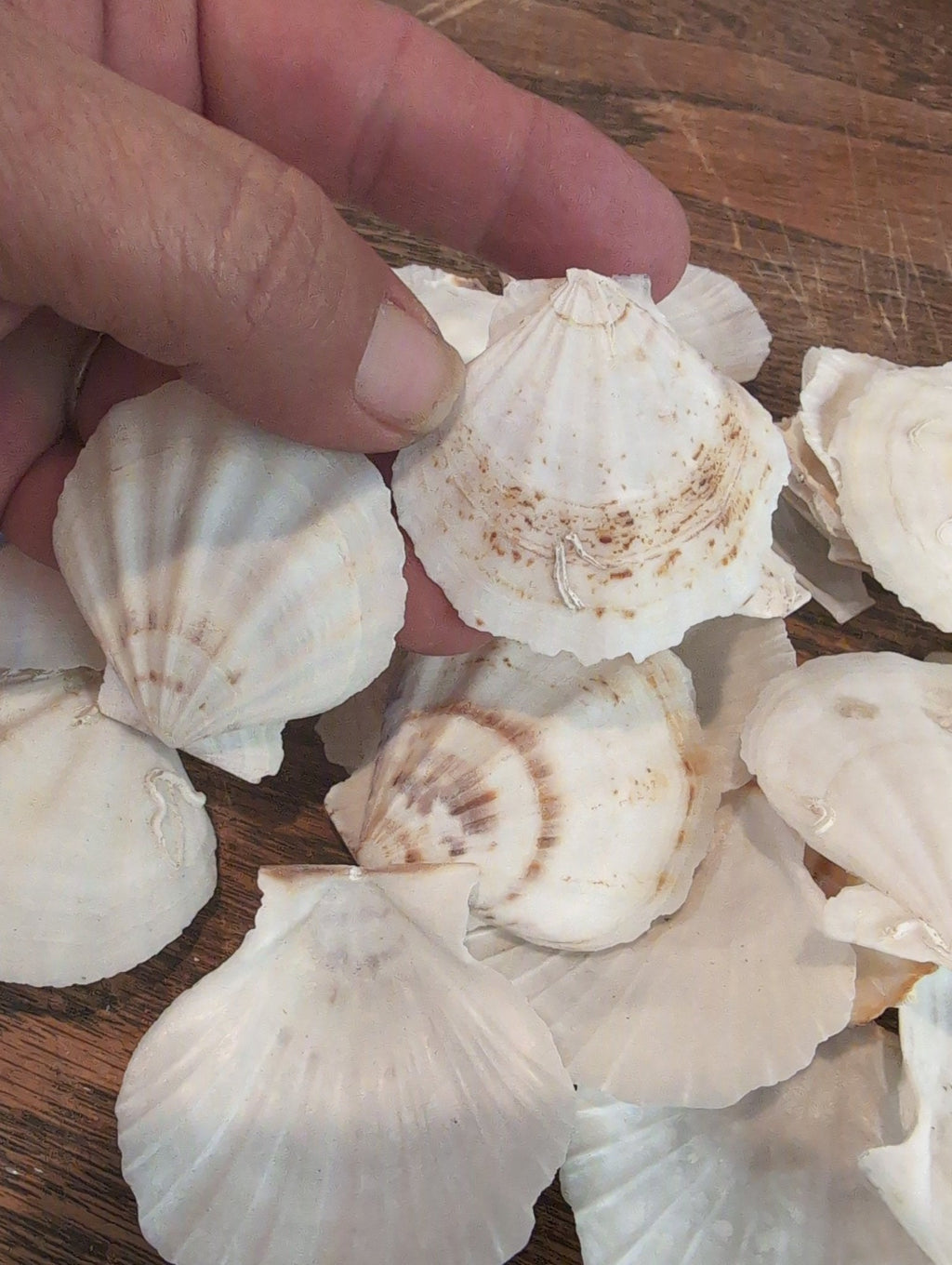 Raw White Thin Scallop Shell- Pecten Plica