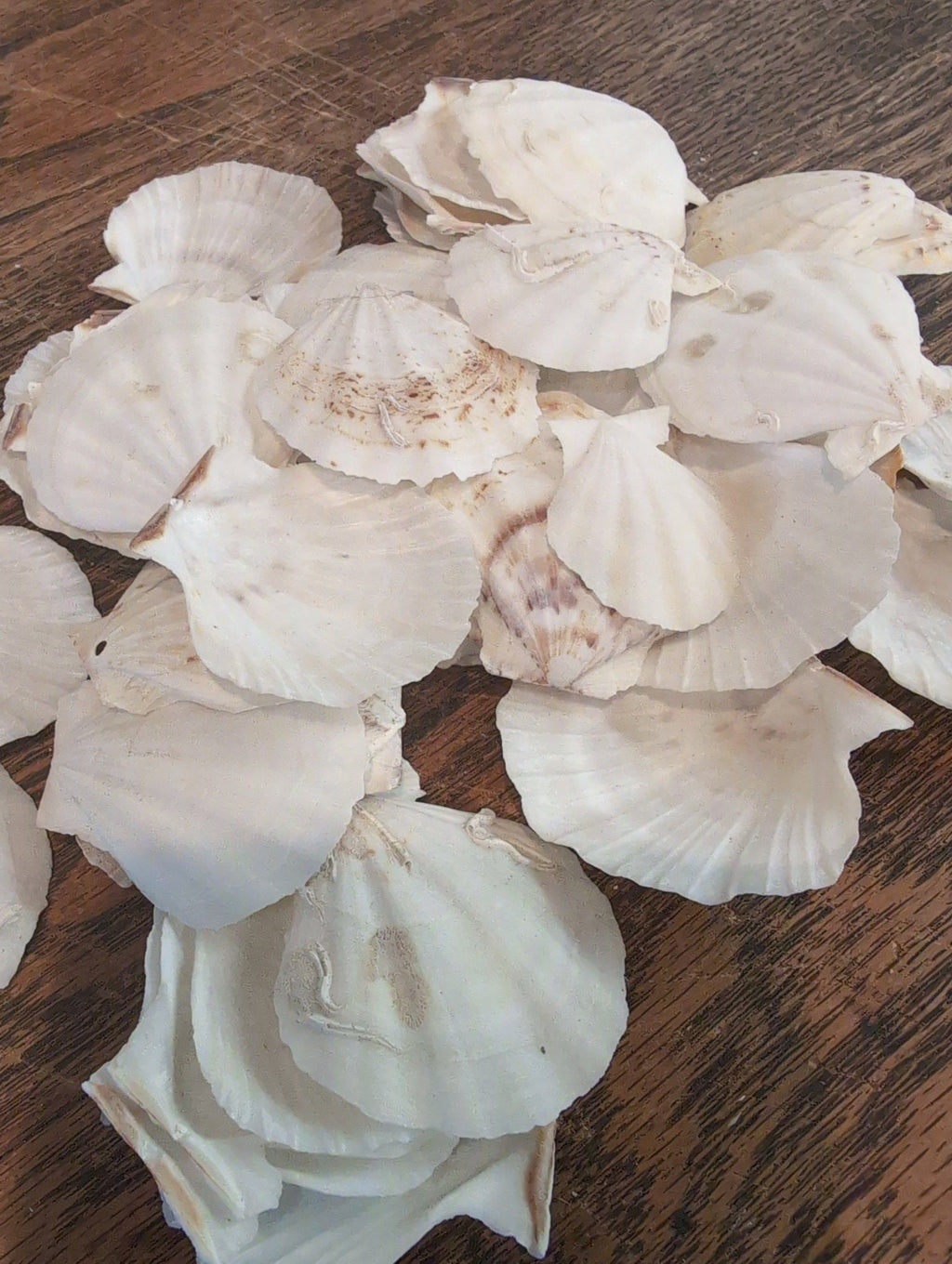 Raw White Thin Scallop Shell- Pecten Plica