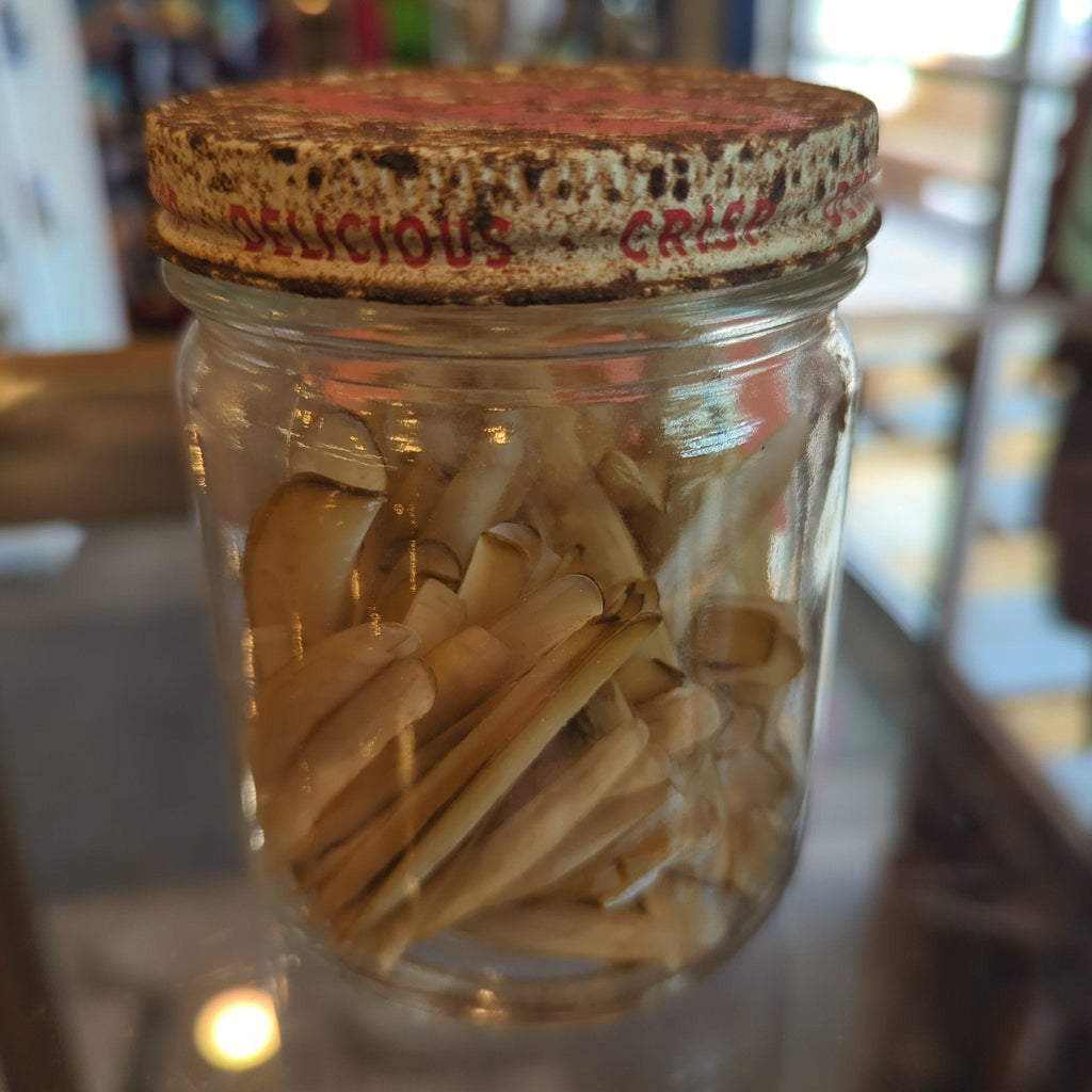 Razor Clam Shells