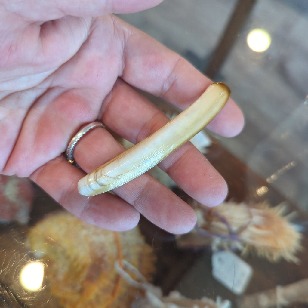 Razor Clam Shells
