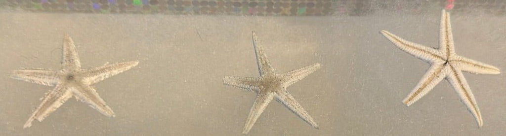 Red, White, & Blue Flat Starfish