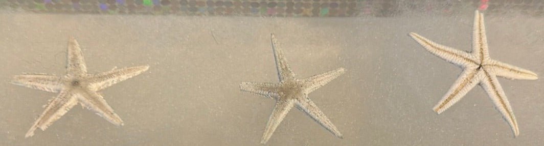 Red, White, & Blue Flat Starfish