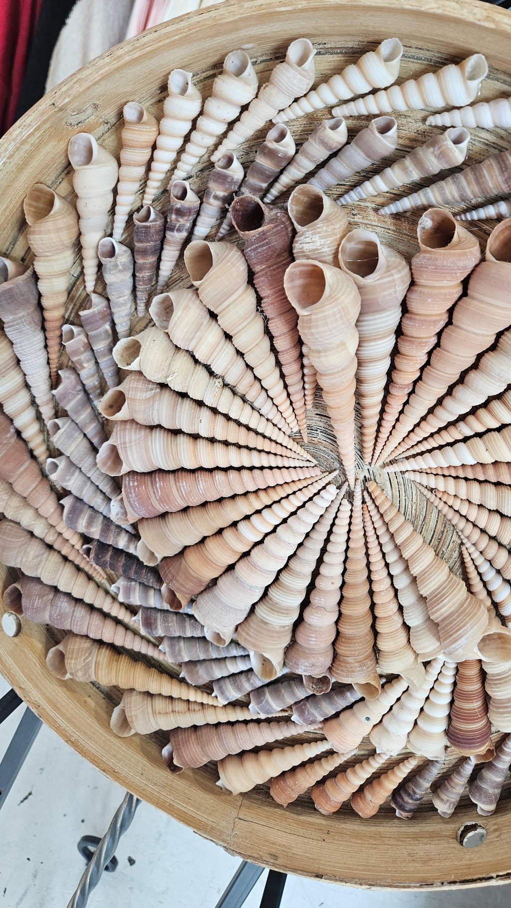 Terebra Shell Art Circle – 16" Handcrafted Spiral Shell Wall Art Decor