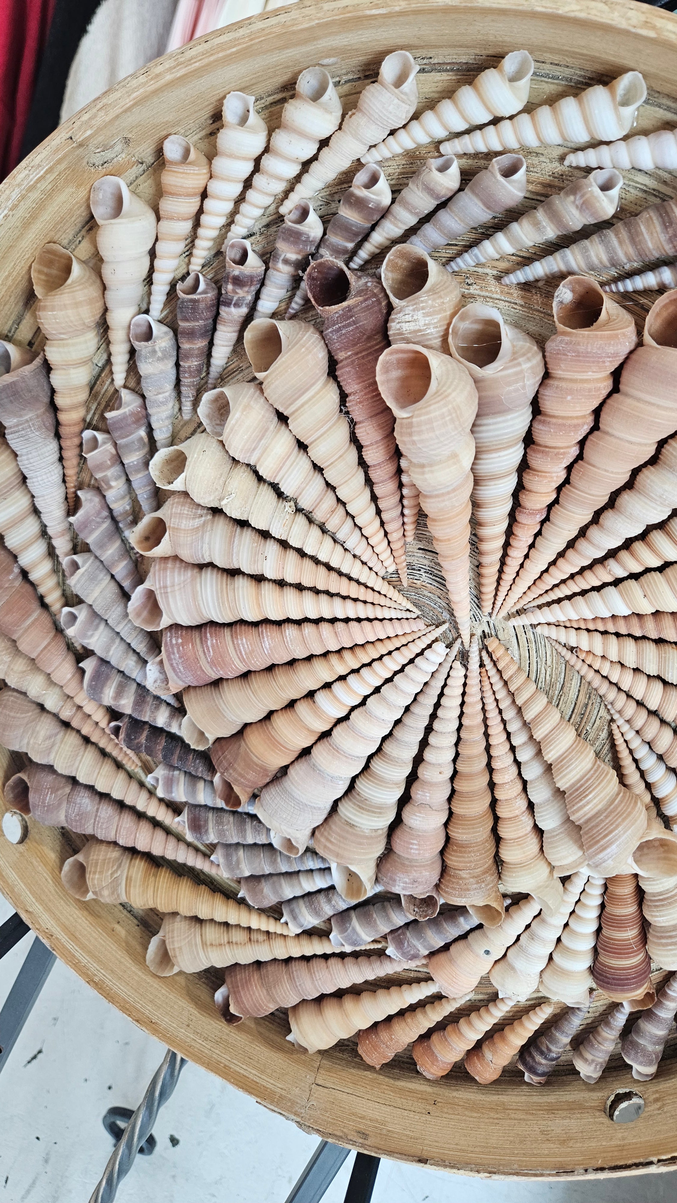 Terebra Shell Art Circle – 16" Handcrafted Spiral Shell Wall Art Decor