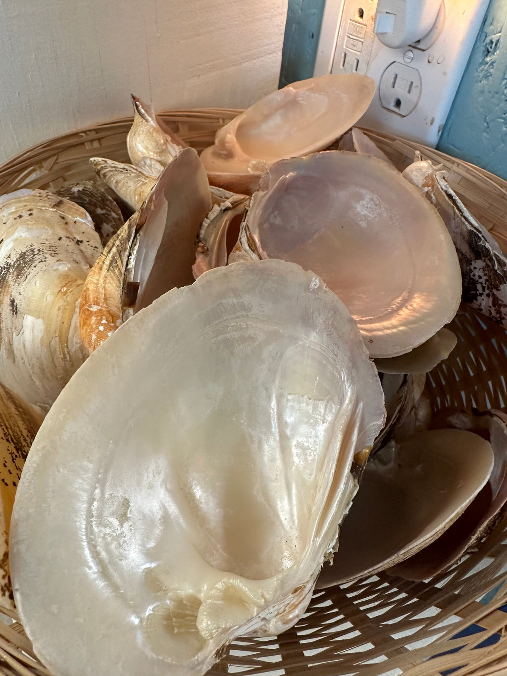 Mexican Pearl River Clam Shell 4-5"