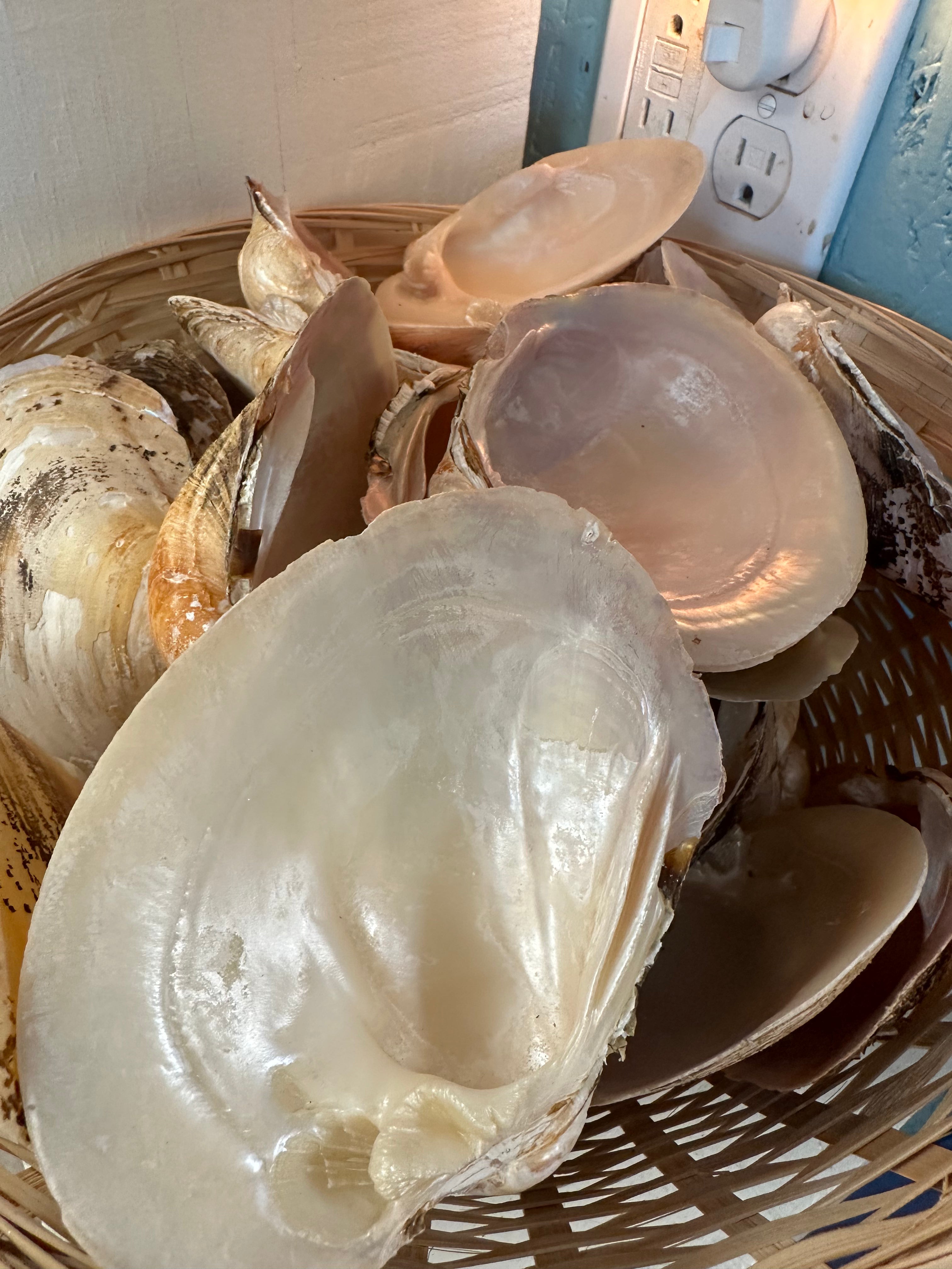 Mexican Pearl River Clam Shell 4-5"