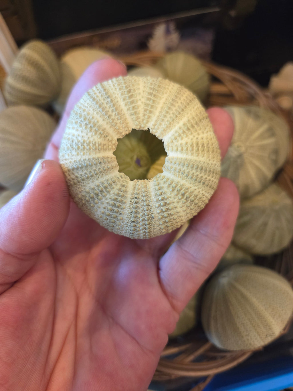 Green Sea Urchin Shell