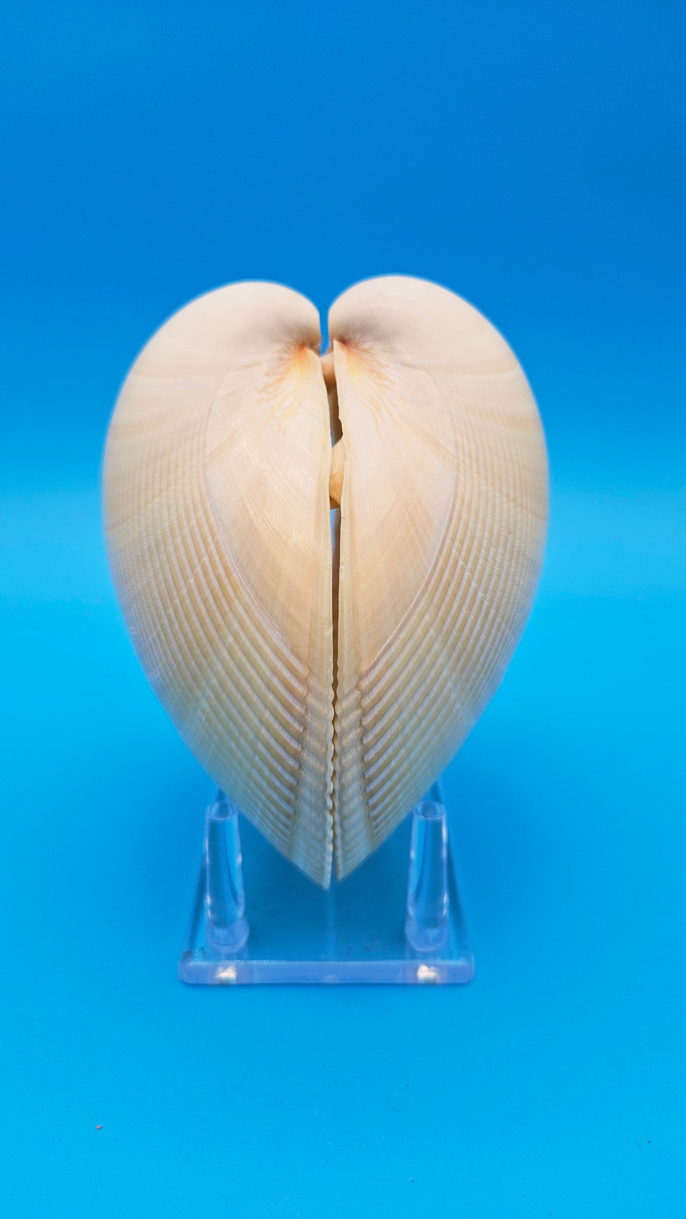 Giant Pacific Heart Egg Cockle Shell Pair 5-6" (Laevicardium elatum)