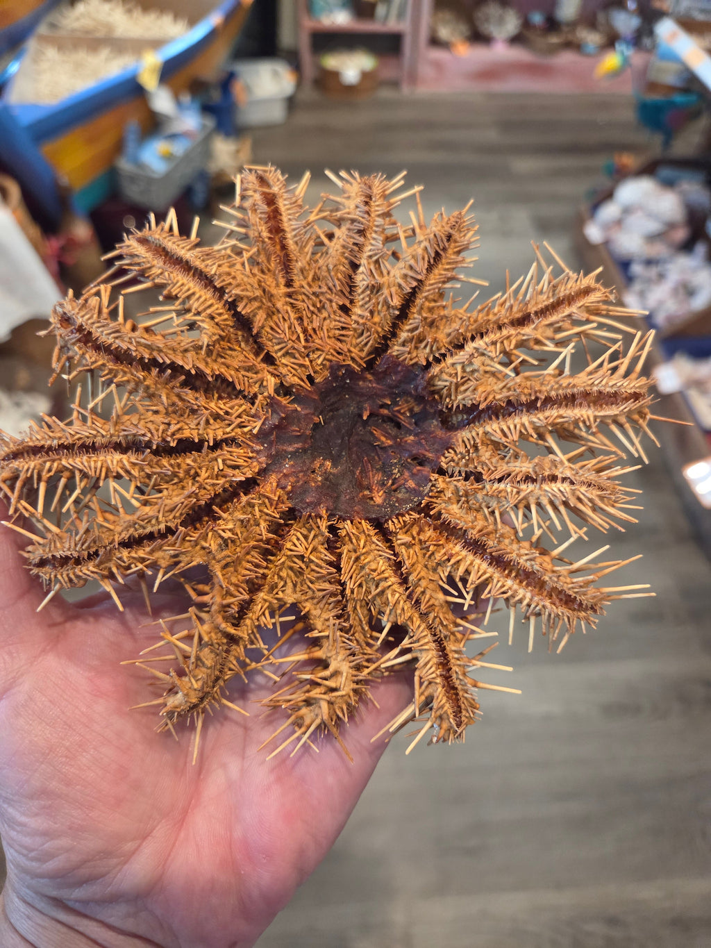 Crown of Thorns Starfish- Multiple Sizes