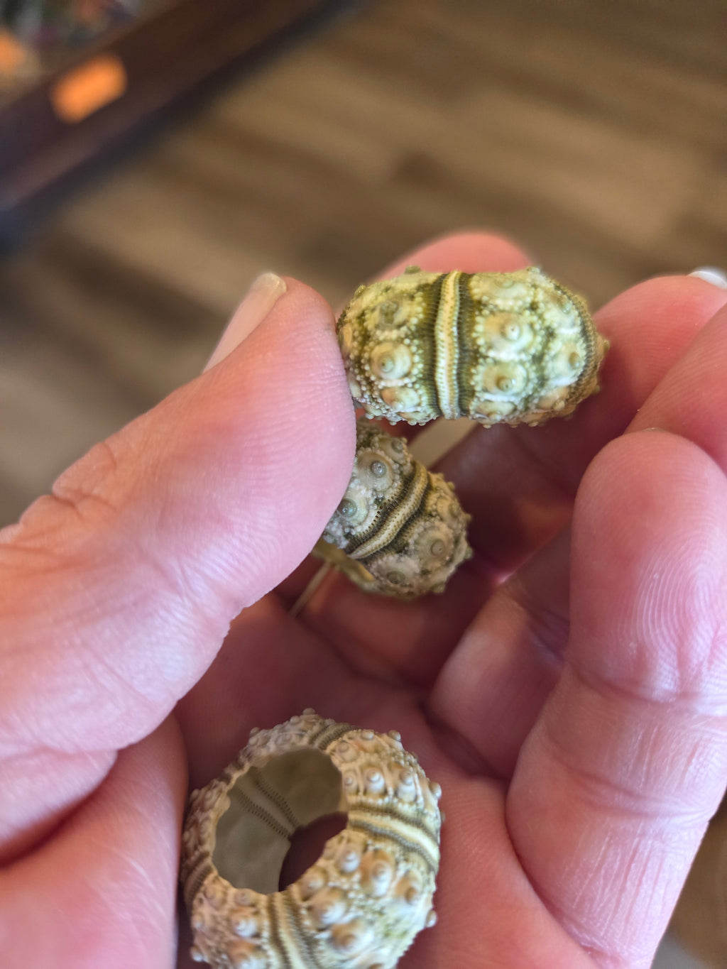 Green Sputnik Urchin Test Shell