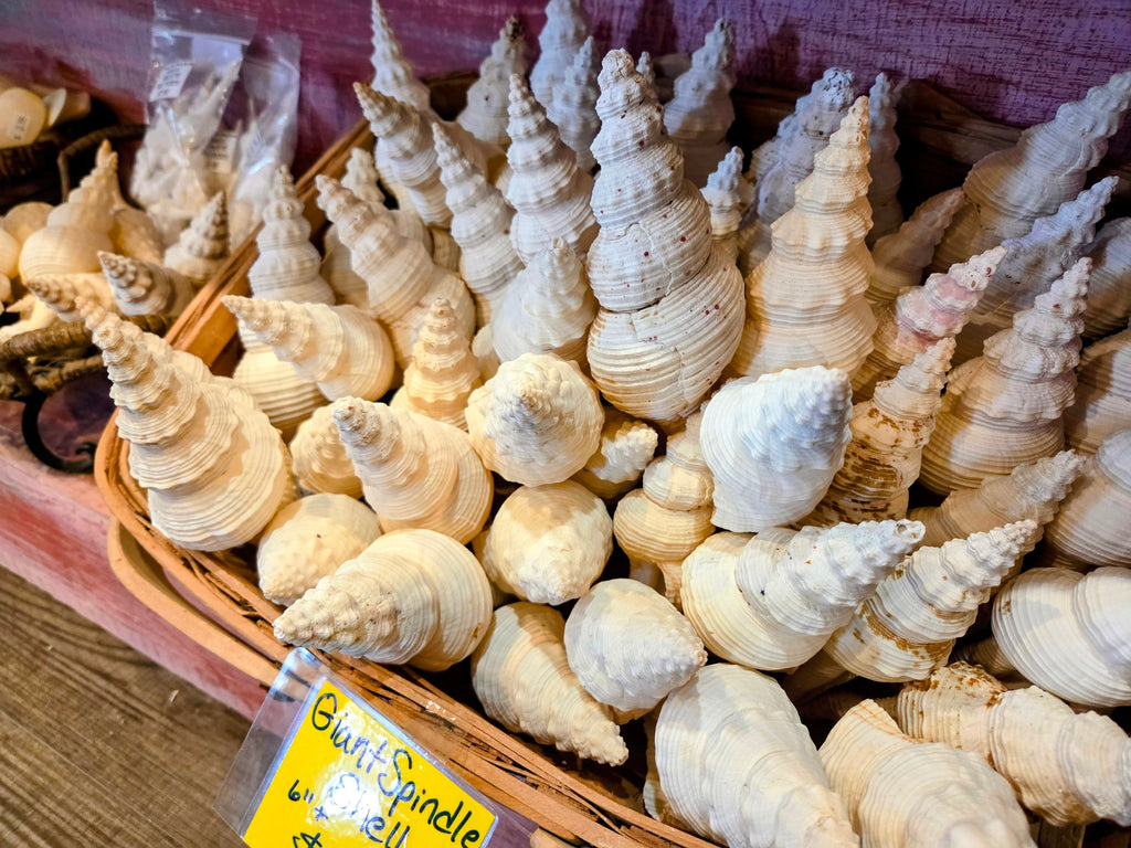 Fusus Colus White Spindle Shell