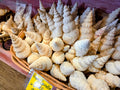 Fusus Colus White Spindle Shell
